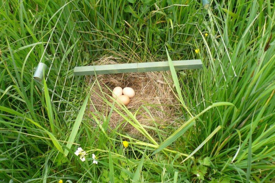 A Larsen mate trap