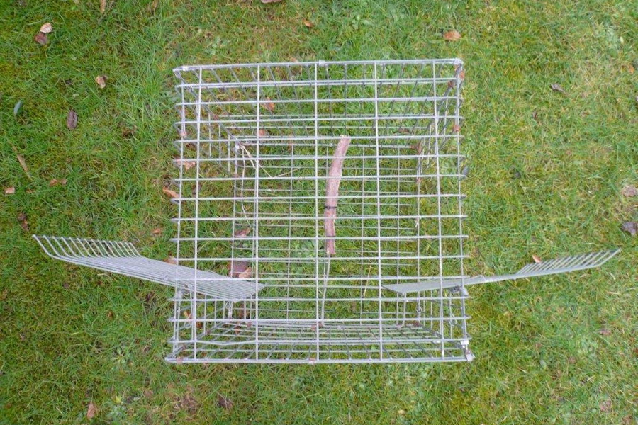 A Larsen pod trap