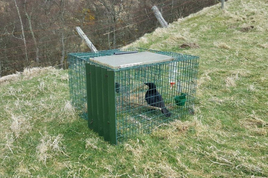 A Larsen trap